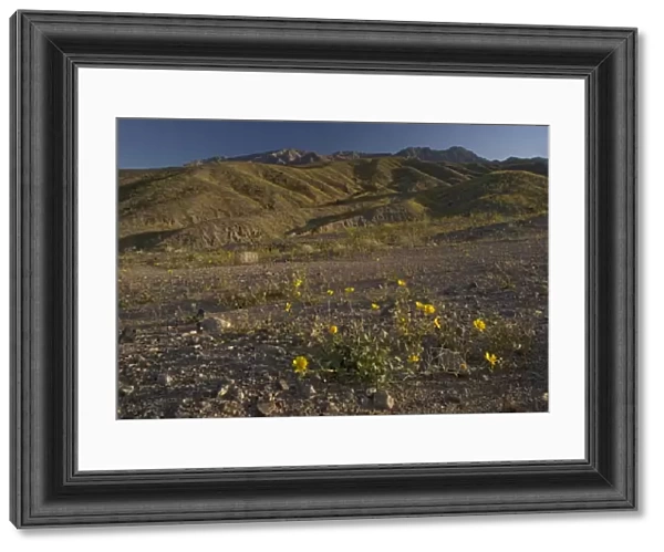 Desert Sunflower  /  Gold - flowering profusely. Spring in El Nino year. Mojave Desert, Death Valley, USA