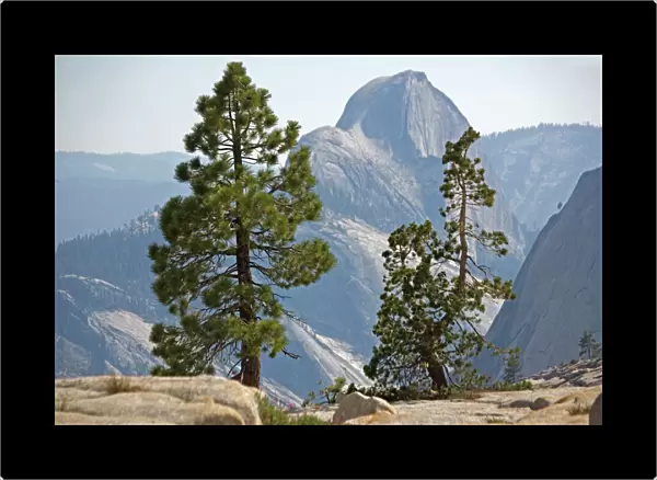 USA -half dome seen through jeffrey's and whitebark pines. Yosemite National Park