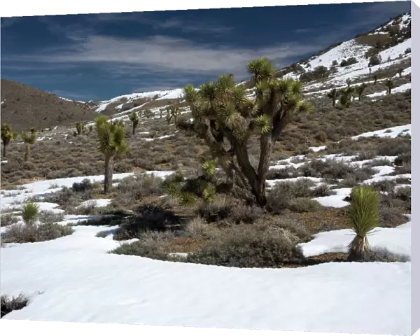 Joshua Tree - in pinyon-juniper forest, inyo forest