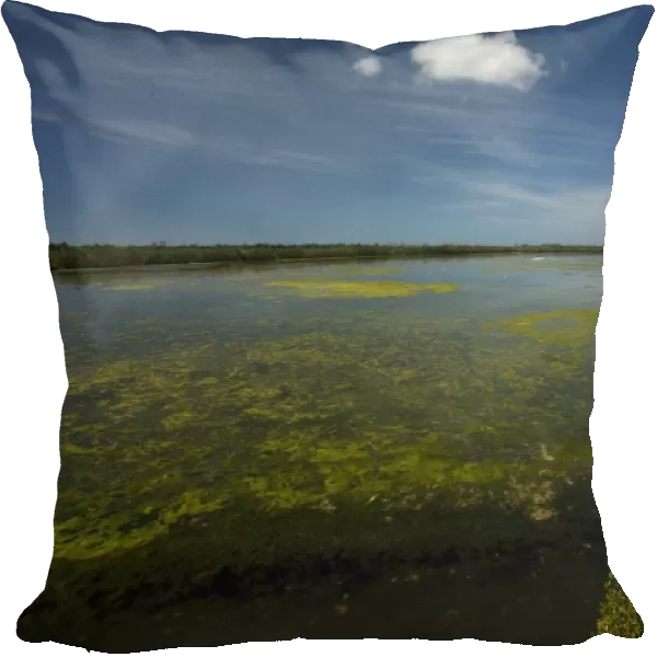 Ding Darling Nature Reserve, Sanibel Island, Florida, USA. Coastal lagoon with algae. Bird-rich area