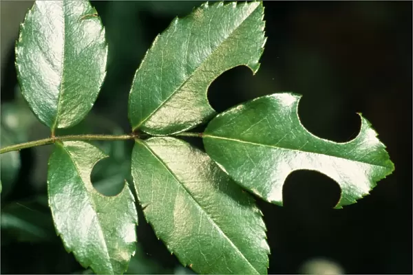 Leaf-cutter Bee Rose leaf cut by female Leaf Cutter Bee for nest material