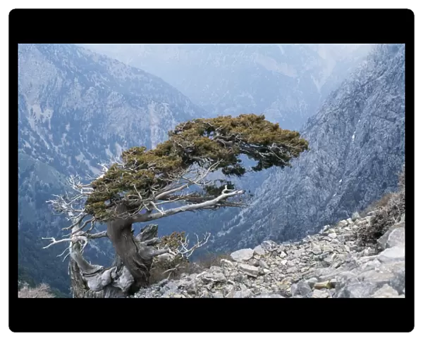 Crete Ancient wind-sculpted tree (Cupressus sempervirens), the White Mountains