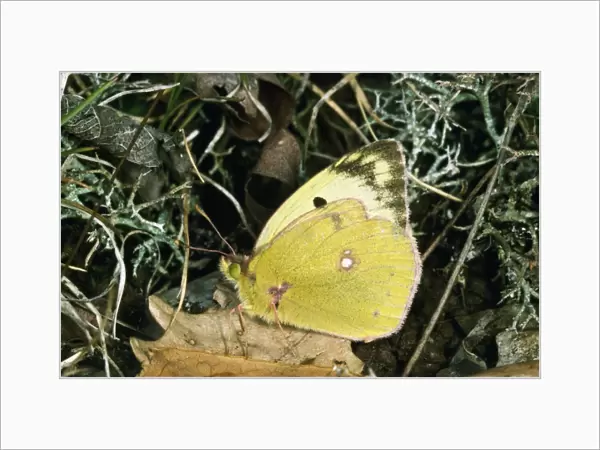 Pale Clouded Yellow Butterfly France