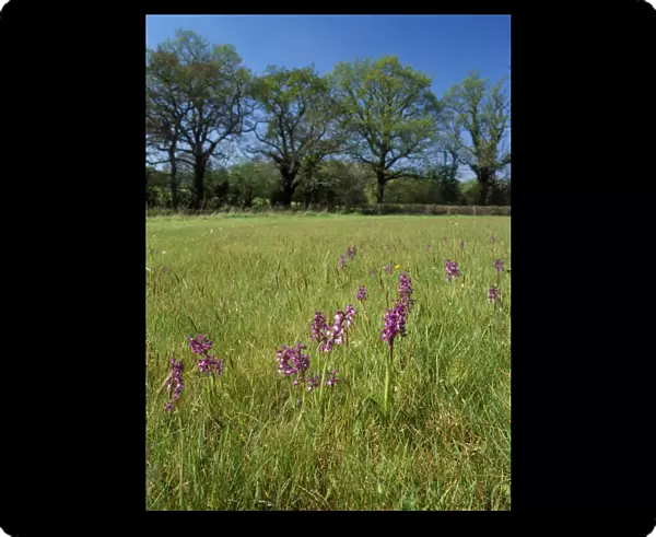 Green-winged Orchids - in pasture Corfe Mullen Dorset, Dorset Wildlife Trust Reserve, UK