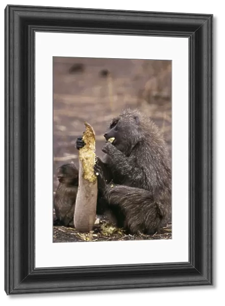 Olive Baboon Eating sausage from sausage tree, East Africa