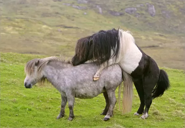 Piebald Shetland Pony - stud and mare mating Central Mainland, Shetland Isles, Scotland, UK