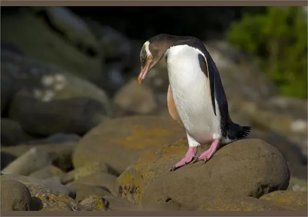 Yellow-eyed Penguin adult about to hop over rocks to cover the distance from the ocean to its nest hidden in the coastal vegetation Curio Bay, Catlins, South Island, New Zealand