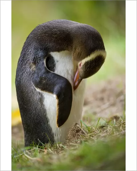 Yellow-eyed Penguin adult arranging and cleaning its plumage Otago Peninsula, South Island, New Zealand