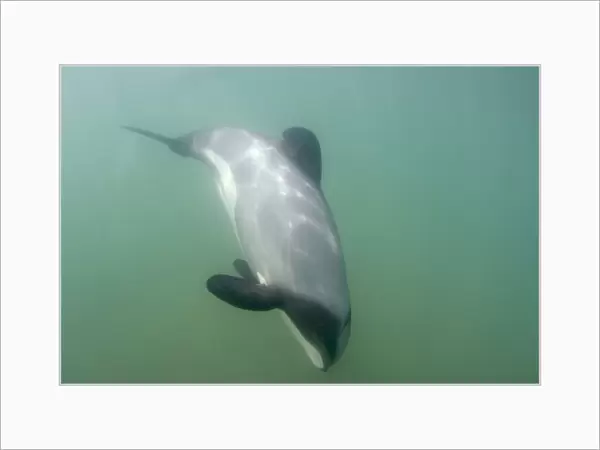 Hector's Dolphin - swimming in the ocean off the Catlins coast. This dolphin is endemic to New Zealand and threatened by fishing nets in which they often get caught. It is also the smallest of all dophins living in seawater