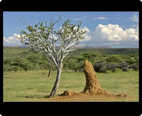 Savanna scenery with termite mounds and rock plateau in background Namibia, Africa
