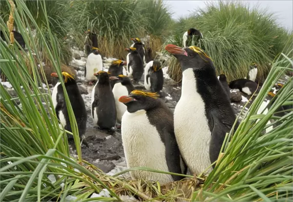 Macaroni penguin - colony - South Georgia - Antarctica