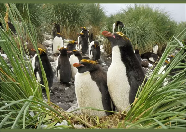 Macaroni penguin - colony - South Georgia - Antarctica