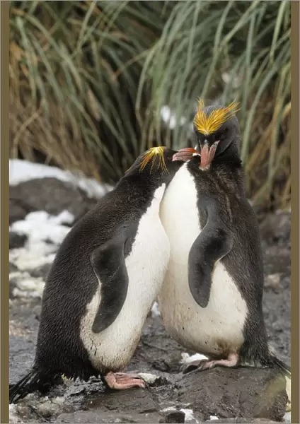 Macaroni Penguins - South Georgia - Antarctica