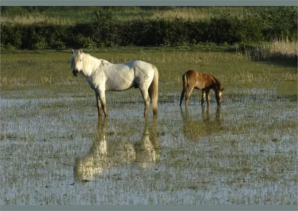 White Horses of Camargue - France