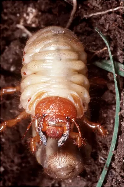 Cockchafer Larva UK