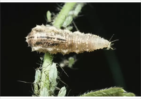Hoverfly Larva Feeding on aphid, UK. Fam:Syrphidae