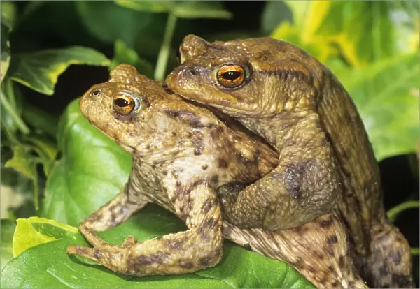 Toads - mating UK