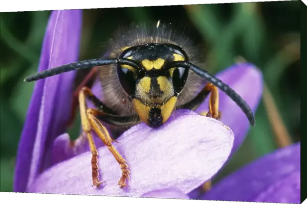 Common Wasp UK