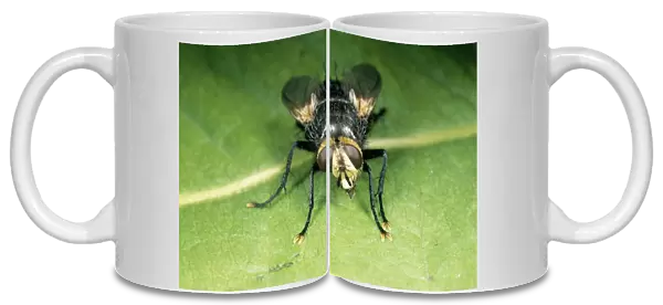 Bristly Fly (Tachinidae) - On leaf UK