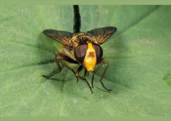 Wasp-mimic Hoverfly UK