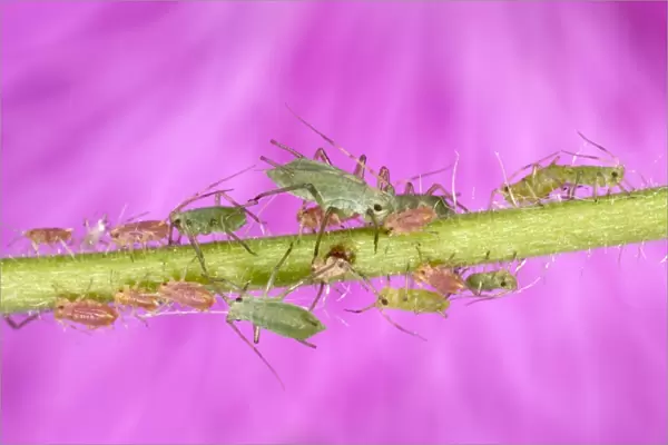 Peach-Potato Aphid  / Common Greenfly - Group of juveniles on plant stem UK Pest of wide range of garden plants