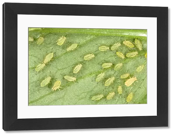 Peach-Potato Aphid - Large group of juveniles on leaf of broad bean plant Common Greenfly Pest of wide range of garden plants Location: English garden, UK