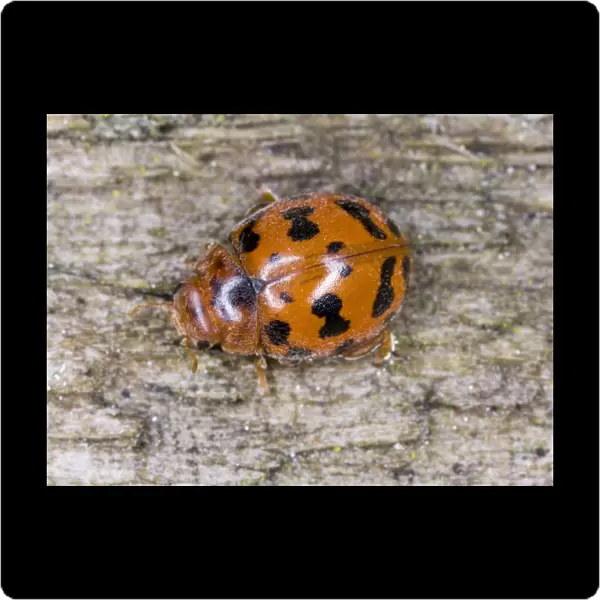 24-spot ladybird Also known as ‘hairy ladybird (only UK species that is covered in ‘hairs') Location: Cornwall, UK