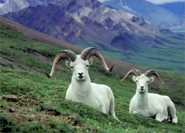 Dall sheep rams Denali National Park, Alaska, USA MS57