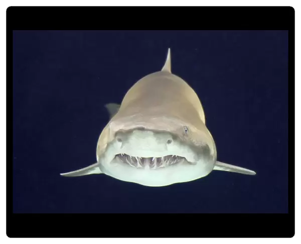 Sand Tiger Shark  /  Sand Shark  /  Grey nurse shark  /  Ragged-tooth shark some disagreement over classification. _DSC1019