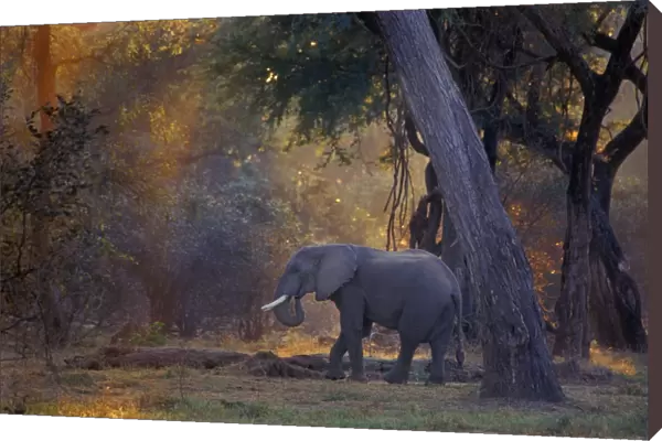 African Elephant - Bull, Early morning Mana Pools National Park, Zimbabwe, Africa 3ME1054