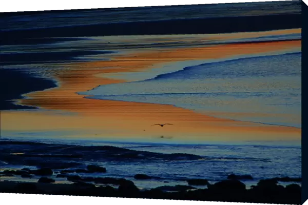 Grey Heron-flying over twilight lite estuary, Budle Bay, Northumberland UK