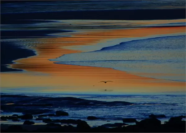 Grey Heron-flying over twilight lite estuary, Budle Bay, Northumberland UK