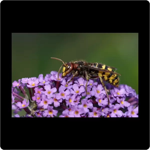 Hornet - feeding on Buddliea blossom in garden, Lower Saxony, Germany