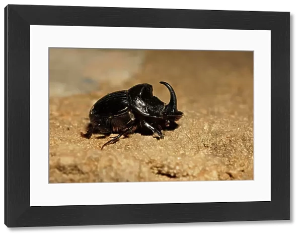 Horned Dung Beetle - Extremadura, Spain