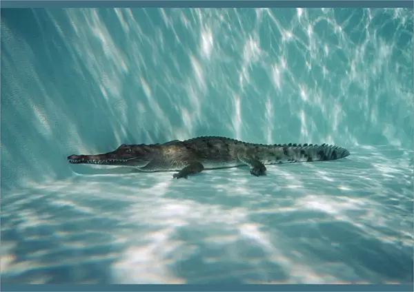 Crocidile, fresh water - underwater, resting on bottom Gulf of Carpenteria, Australia