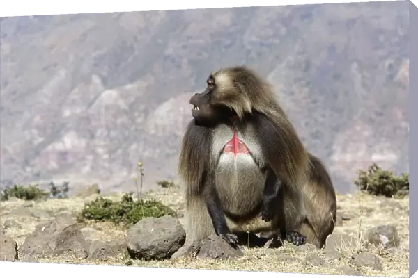 Gelada Baboon - adult. Simien mountains - Ethiopia - Africa