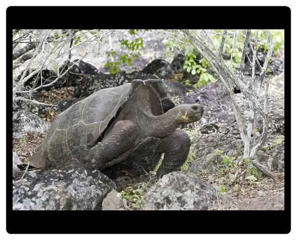 Giant Tortoise - Intermediate shape between Dome shape and Saddle Back Shape. San Cristobal Island - Galapagos Islands