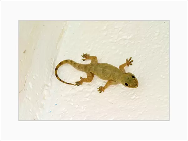 Gecko. WAT-10614. Gecko. Mayotte. Hemidactylus mabouia