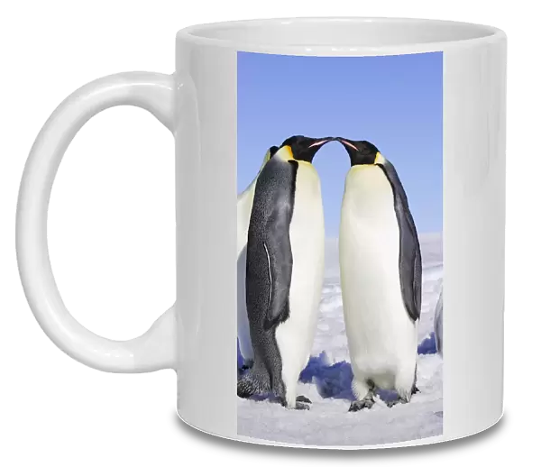 Emperor Penguin - two adults. Snow hill island - Antarctica