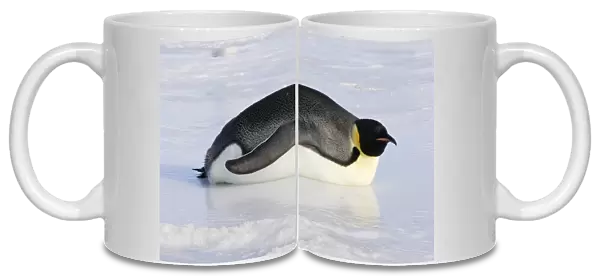 Emperor Penguin - adult lying on ice. Snow hill island - Antarctica
