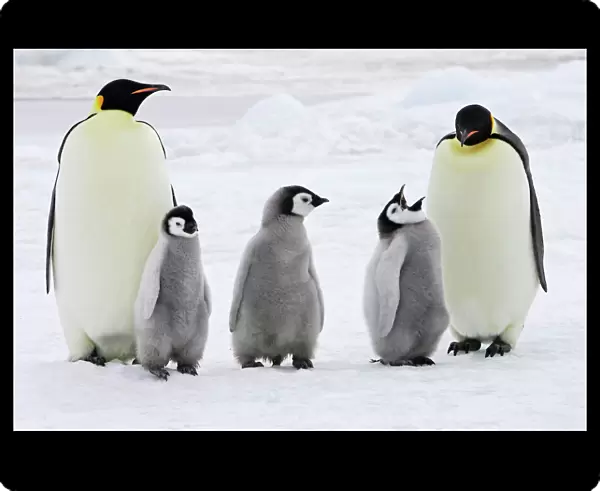 Emperor Penguin - adults with three chicks. Snow hill island - Antarctica