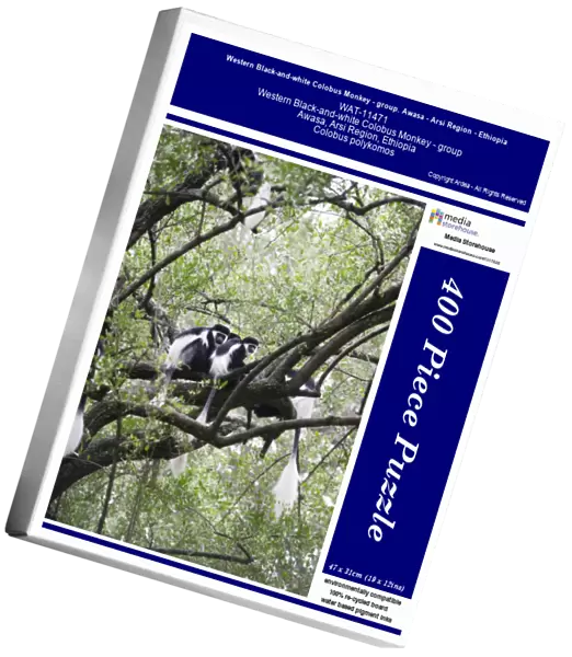 Western Black-and-white Colobus Monkey - group. Awasa - Arsi Region - Ethiopia