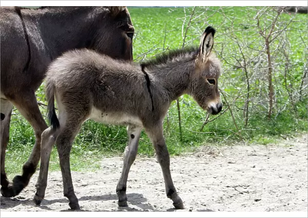Donkeys - foal. Arsi Region - Ethiopia