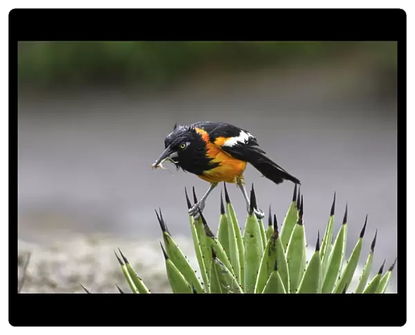 Yellow-hooded Blackbird - with insect in beak. Coro Peninsula - Venezuela