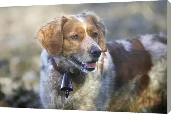 Brittany Spaniel - with bell around neck