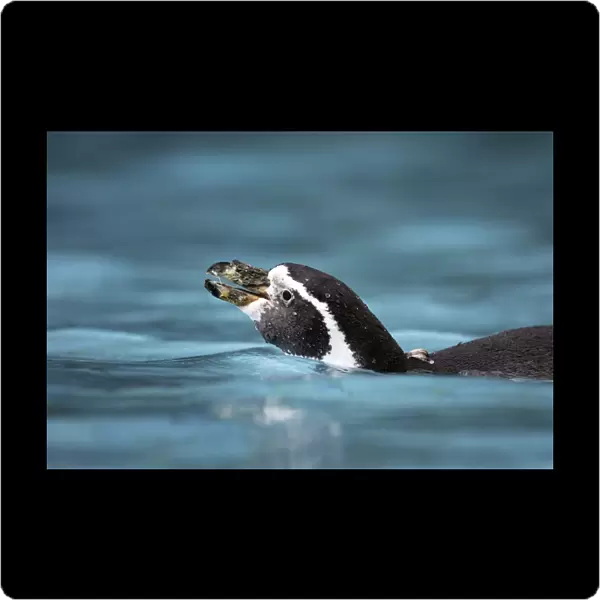 Humboldt Penguin - in water