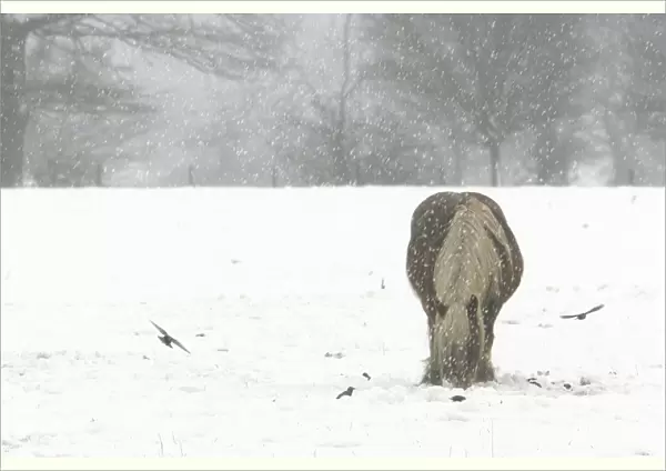 Horse - grazing in the snow Dombes, Ain, France