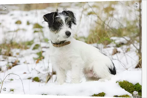Dog - Jack Russell Terrier - sitting in snow