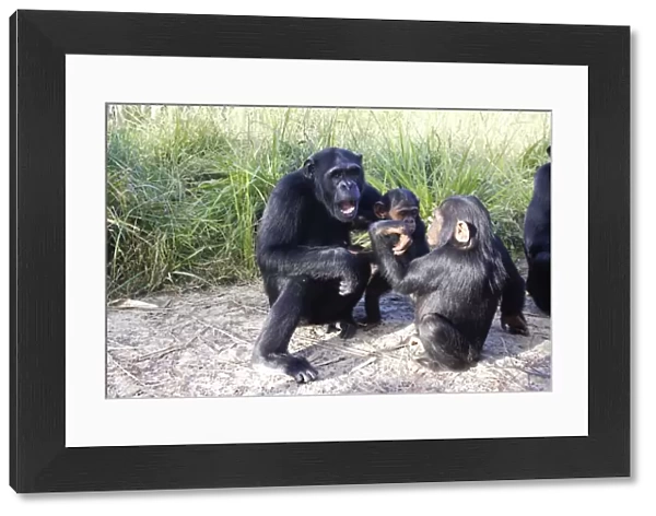 Chimpanzee - female & young. Chimfushi - Zambia