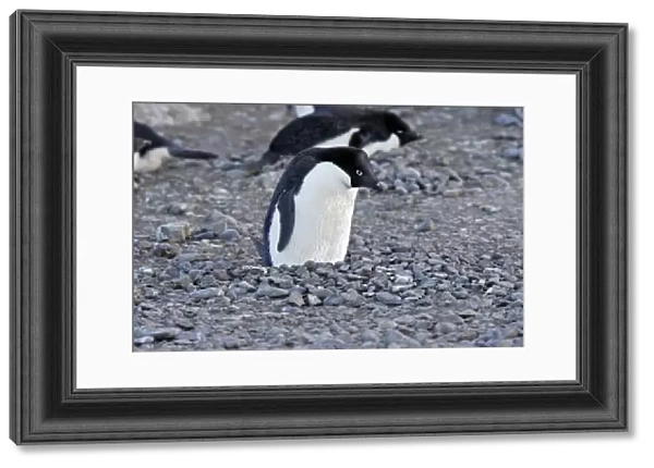 Adelie Penguin - sitting on nest made from pebbles. Brown Bluff - Antarctic Peninsula